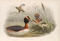 An illustration from The birds of Great Britain (1862)
