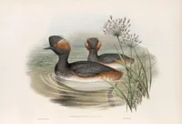 An illustration from The birds of Great Britain (1862)