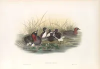 An illustration from The birds of Great Britain (1862)