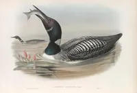 An illustration from The birds of Great Britain (1862)