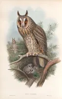 An illustration from The birds of Great Britain (1862)