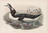 An illustration from The birds of Great Britain (1862)