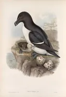 An illustration from The birds of Great Britain (1862)