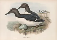An illustration from The birds of Great Britain (1862)