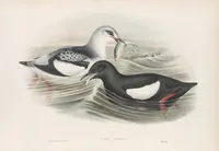 An illustration from The birds of Great Britain (1862)