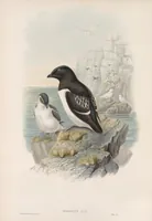 An illustration from The birds of Great Britain (1862)