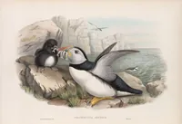 An illustration from The birds of Great Britain (1862)