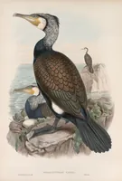 An illustration from The birds of Great Britain (1862)