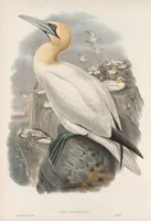 An illustration from The birds of Great Britain (1862)