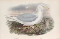 An illustration from The birds of Great Britain (1862)