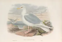 An illustration from The birds of Great Britain (1862)
