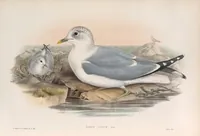 An illustration from The birds of Great Britain (1862)