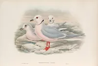 An illustration from The birds of Great Britain (1862)