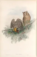 An illustration from The birds of Great Britain (1862)