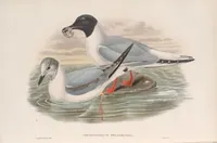 An illustration from The birds of Great Britain (1862)