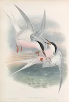 An illustration from The birds of Great Britain (1862)
