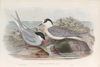An illustration from The birds of Great Britain (1862)