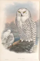 An illustration from The birds of Great Britain (1862)