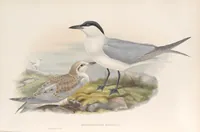 An illustration from The birds of Great Britain (1862)