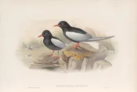An illustration from The birds of Great Britain (1862)