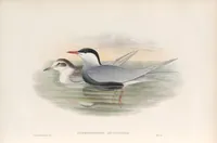 An illustration from The birds of Great Britain (1862)