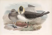 An illustration from The birds of Great Britain (1862)