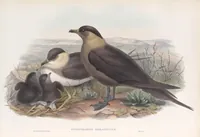 An illustration from The birds of Great Britain (1862)