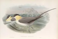 An illustration from The birds of Great Britain (1862)