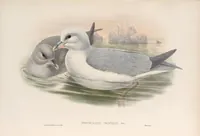 An illustration from The birds of Great Britain (1862)