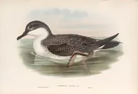 An illustration from The birds of Great Britain (1862)