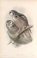 An illustration from The birds of Great Britain (1862)