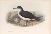 An illustration from The birds of Great Britain (1862)