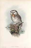 An illustration from The birds of Great Britain (1862)