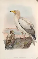 An illustration from The birds of Great Britain (1862)