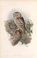 An illustration from The birds of Great Britain (1862)