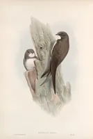 An illustration from The birds of Great Britain (1862)