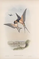 An illustration from The birds of Great Britain (1862)
