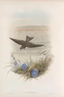 An illustration from The birds of Great Britain (1862)