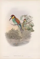 An illustration from The birds of Great Britain (1862)