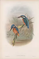 An illustration from The birds of Great Britain (1862)