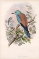 An illustration from The birds of Great Britain (1862)