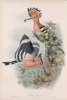 An illustration from The birds of Great Britain (1862)