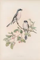 An illustration from The birds of Great Britain (1862)