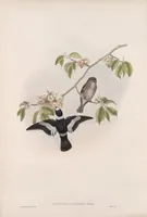 An illustration from The birds of Great Britain (1862)