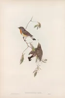 An illustration from The birds of Great Britain (1862)