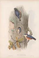 An illustration from The birds of Great Britain (1862)