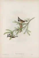 An illustration from The birds of Great Britain (1862)