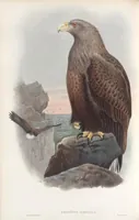 An illustration from The birds of Great Britain (1862)