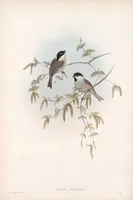 An illustration from The birds of Great Britain (1862)