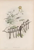 An illustration from The birds of Great Britain (1862)